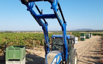 Harvesting time – Sauvignon Blanc and Tempranillo
